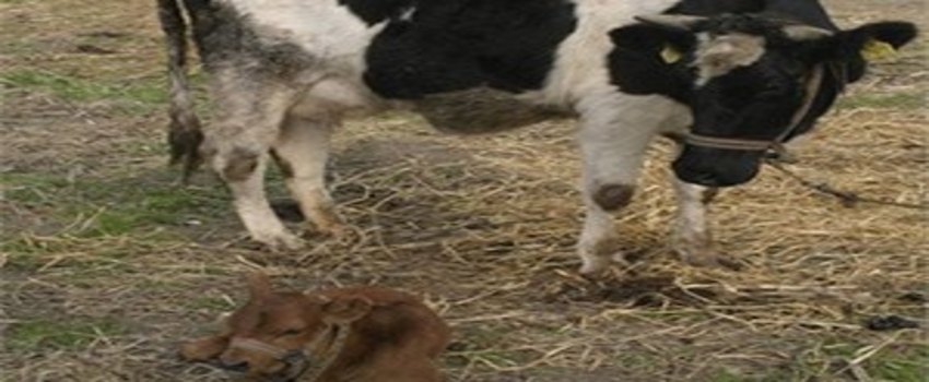 Süt Üreticisi Destek Almazsa Kriz Kapıda