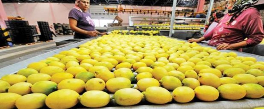 Zam Şampiyonu Limon