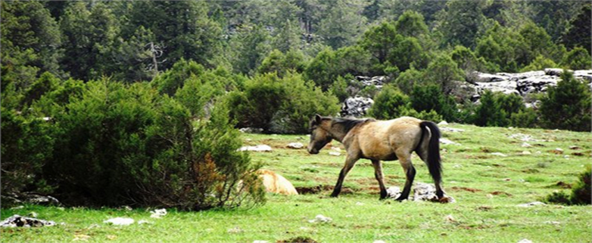 Ormana Mermer Ocağı Kuruluyor