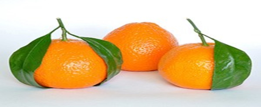 Çekirdeksiz Geçci Mandalina İçin Girişimler Başladı