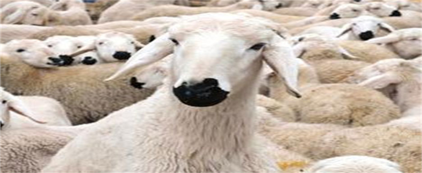 Kurbanlık Hayvan Sıkıntısı Yaşanmayacak