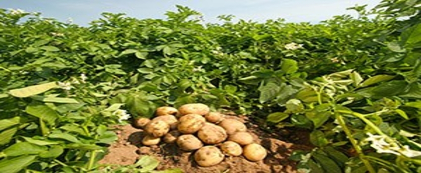 Muğla`da Patates Üretimi Çiftçinin Yüzünü Güldürüyor