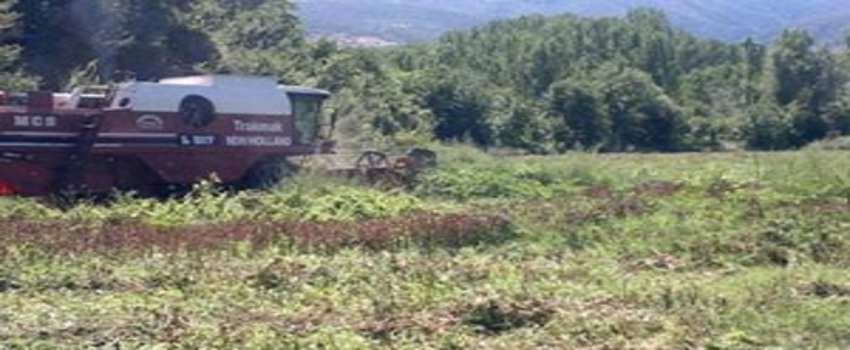 Tosya`da İlk Defa Ekilen Aspir`in Hasadı Yapıldı