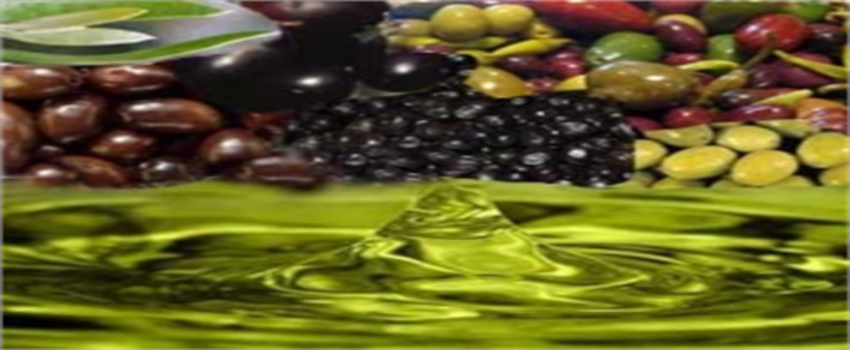 Zeytin ve Zeytinyağı Hasat Festivali