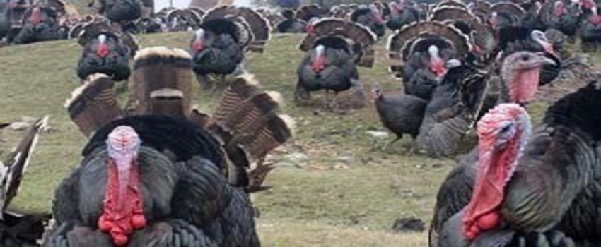 Akseki`de `Hindi Yetiştiriciliği Projesi` Yürütülüyor