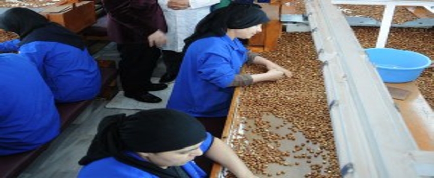 Fındık Fabrikalarında İşçi Açığı Sorunu