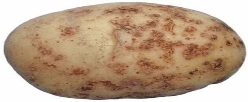 Patateste Mildiyö Tartışması
