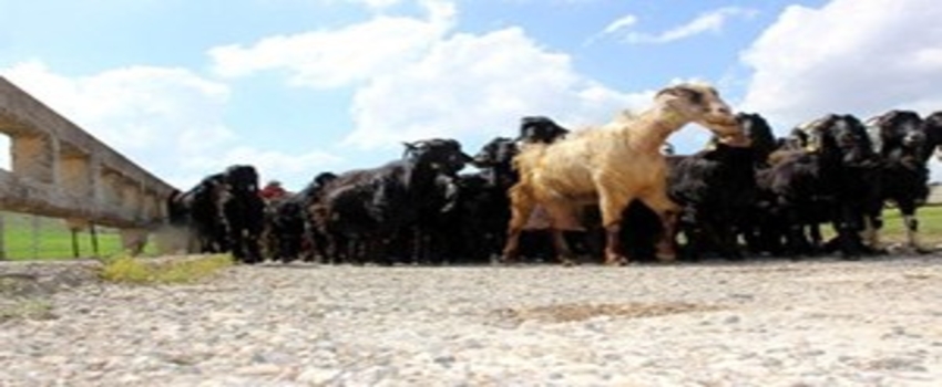 Kilis`te Hayvanlar İçerisinde En Fazla Koyun Bulunuyor