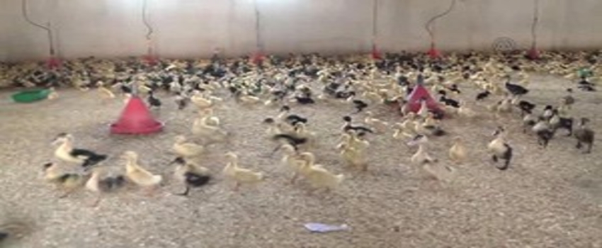 Pekin Ördeğini Balıkesir Üretiyor, İstanbul ve Antalya Tüketiyor