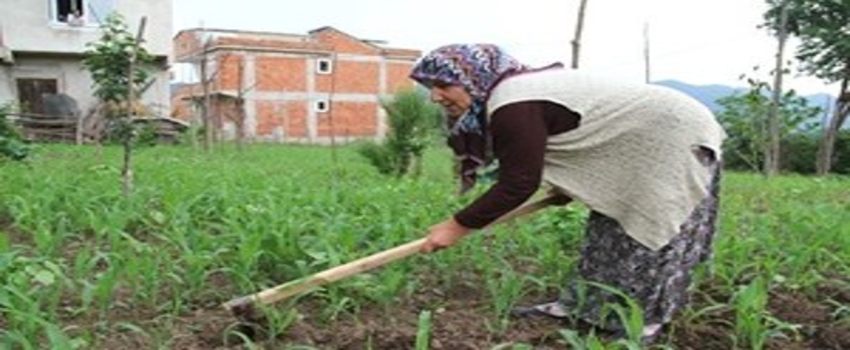 Sarımsak Fiyatlarına Büyük `Turşu` Zammı