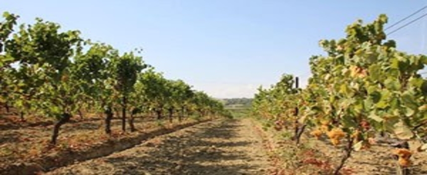 Türkiye`nin Üzüm Çeşitliliği Tekirdağ`da Korunuyor