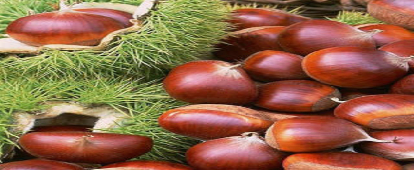 Çine`de Kestane Hasadı Başladı
