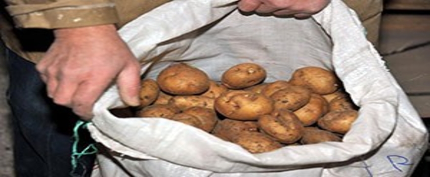 Başçiftlik Beyazı Patates Üreticisinin Gözdesi Olacak