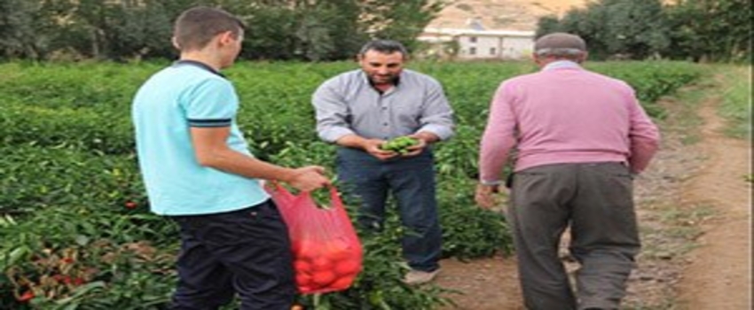 Bu Bahçede Hasadı Müşteriler Yapıyor