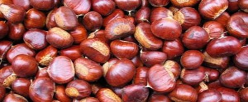 Kestane Üreticisinde Fiyat Üzüntüsü