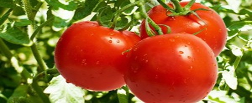 Yararlı Kimyasallar İçeren Domates Yetiştirildi