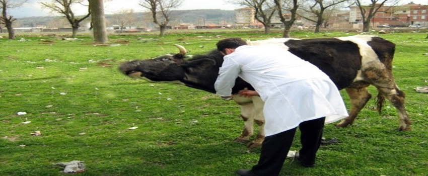 Şap Aşılama Kampanyası Uzatıldı