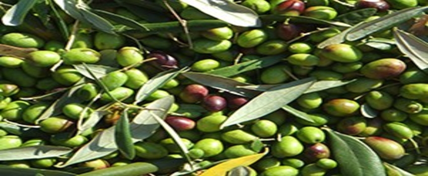 Edincik Zeytin Üreticisi Bu Yıl Umduğunu Bulamadı