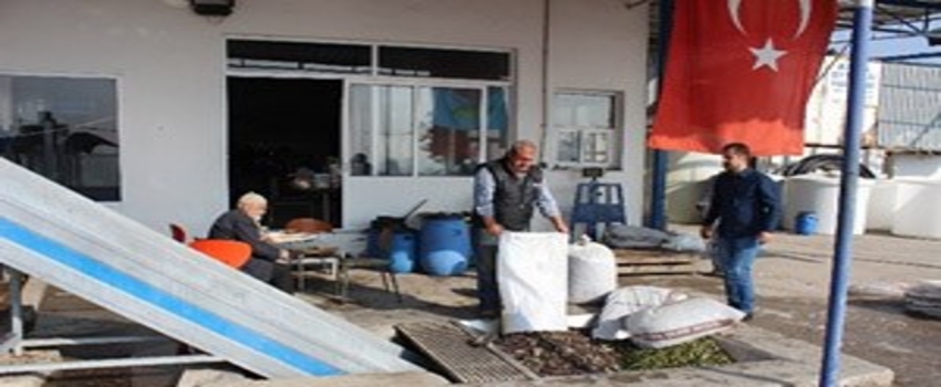Foça`da Yılın İlk Zeytinyağı Sıkımı Gerçekleştirildi