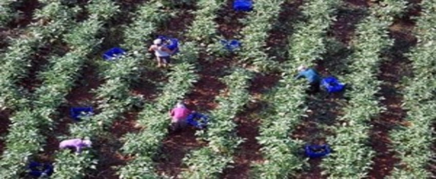 Kışlık Sebzeler Beklentileri Karşıladı