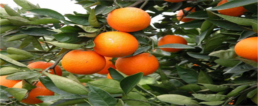 Dalaman TİGEM`de Narenciye İhalesi