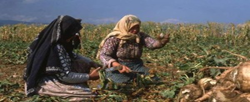 Pancar Üretimi Azalıyor