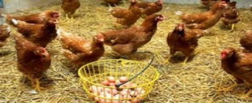 Gdo`lı Gıda Alarmı Yeniden Çaldı