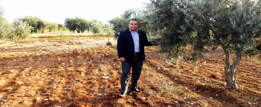 Zeytinde Erken Hasat Uyarısı