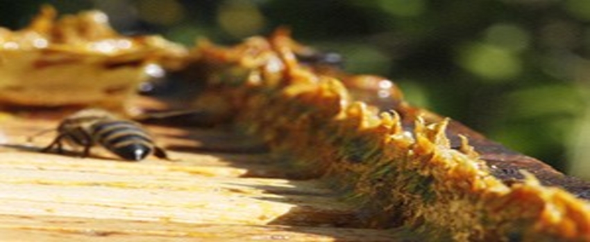 Dünyanın En Güçlü Antioksidan Kaynağı: Propolis