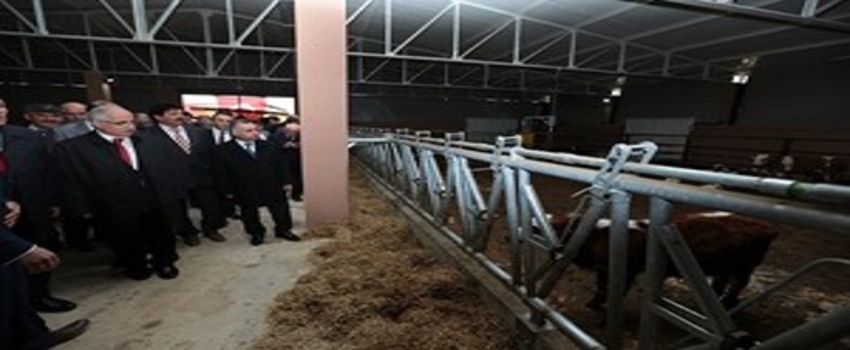 200 Başlık Besi Sığırcılığı Tesisi Törenle Açıldı
