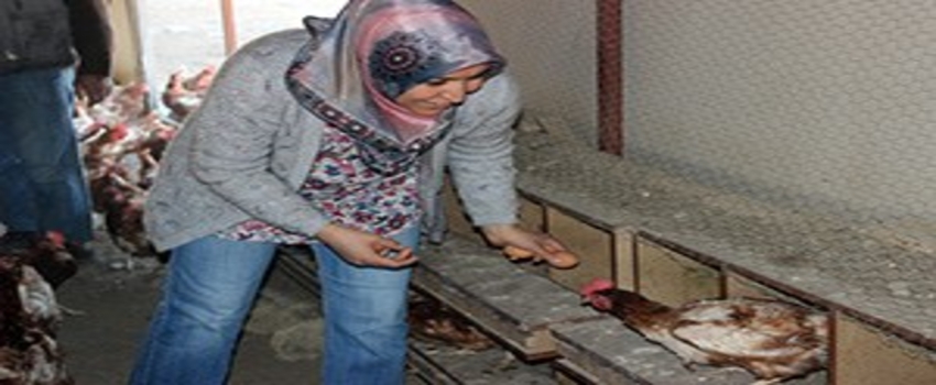 Çocuklarının Yumurta İhtiyacı Anneye Çiftlik Kurdurdu