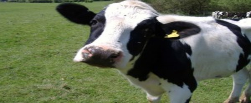 Holstein Cinsi İnekten `Farklı Irk`larda İkiz Buzağı