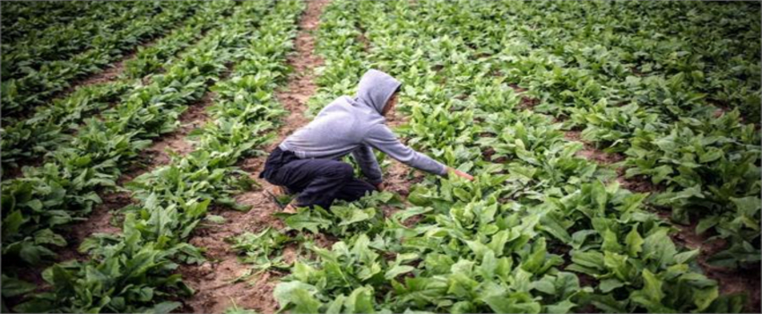 İsrail, Gazze`de Tarım Ürünlerine Zarar Verdi