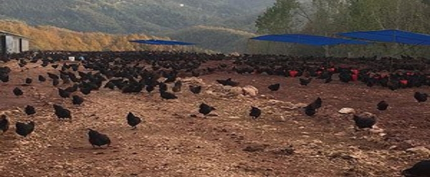 Köylerden Yumurta Topladı Tavuk Çiftliği Kurdu