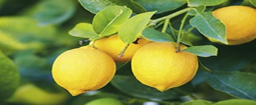 Limonun Fiyatı Yeniden Tırmanıyor