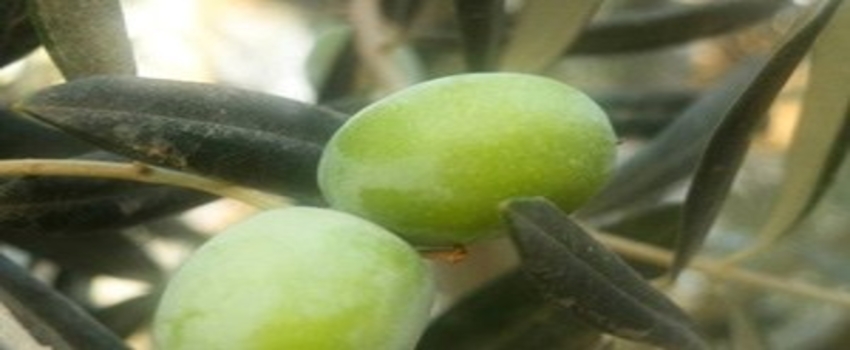 Mut`ta Zeytin Üreticiyi Güldürdü