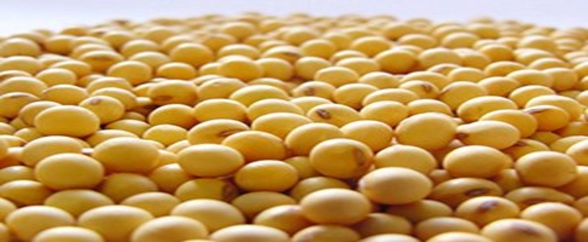 Soya Üretimi Dengeli Seyrediyor
