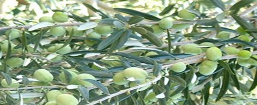 Edincik`te Zeytin Alım Kampanyası Sona Erdi