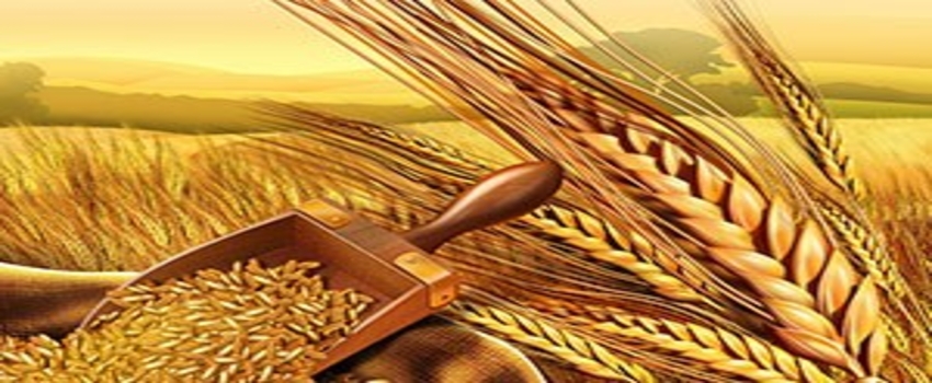 Türkiye, Buğdayın, Hububatın Anavatanı Ve Gen Kaynağıdır