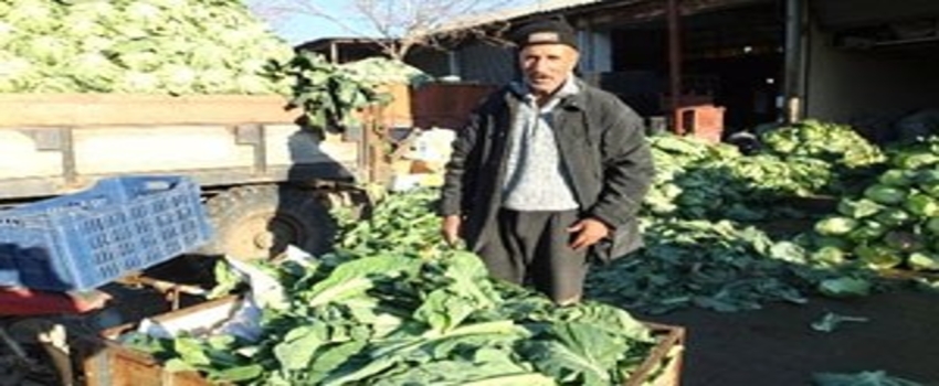 Burhaniye`de Karnabahar Bollaşınca Fiyatları Düştü