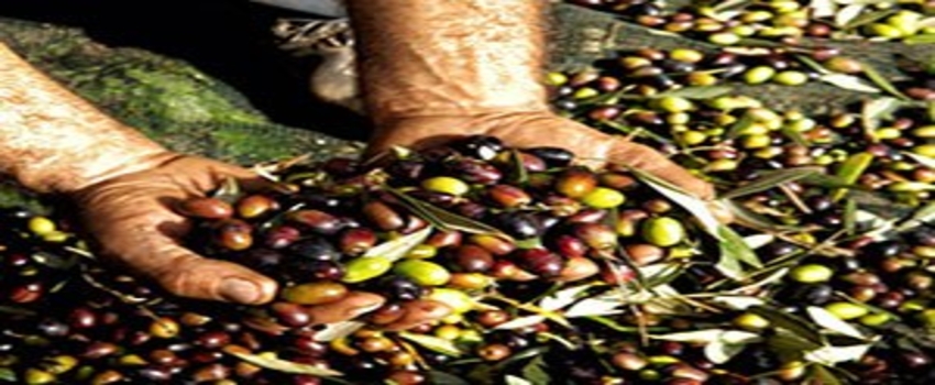 Manisa`da Organik Zeytin Ve Zirai Mücadele Dersi