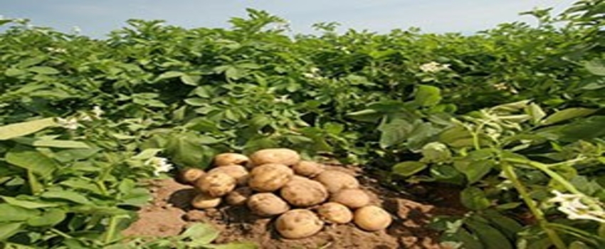 Patates Üretimi Ve Sulama Suyu Sıkıntısına Çözüm Aranıyor