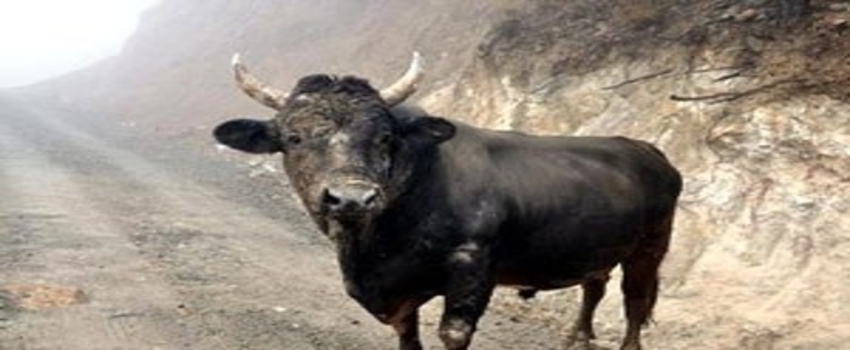 800 Kiloluk Boğa 50 Bin Liraya Satıldı