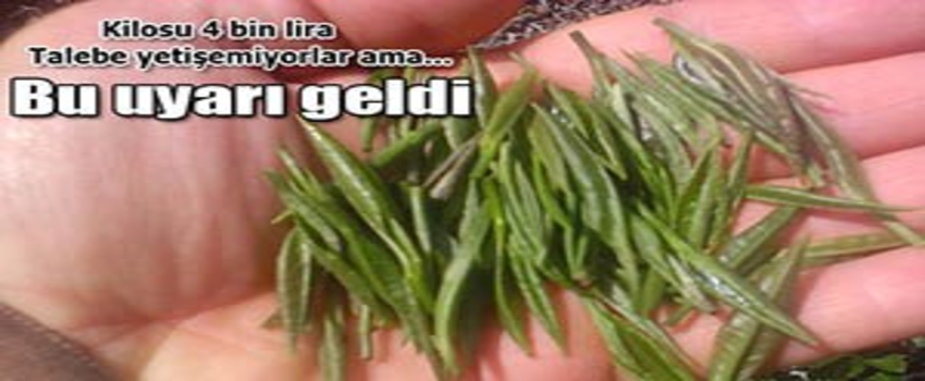 Beyaz Çay Yerine Ot Satın Almayın