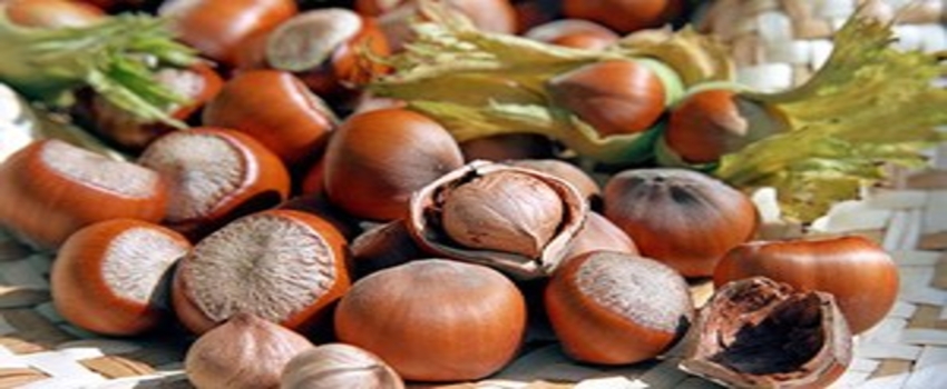 Fındık Fiyatındaki Düşüş