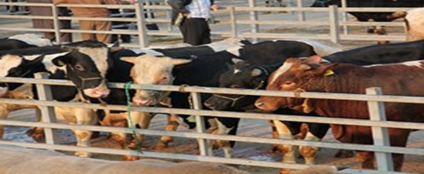 Kırşehir`de Hayvancılık Sektörü Toplantısı