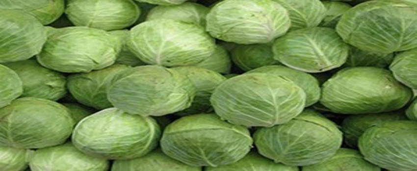 Kumluca`dan Fransa`ya Lahana İhraç Ediyor