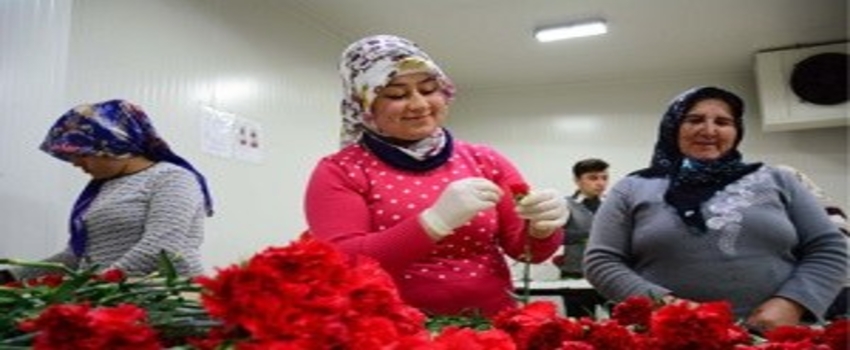 Rusya`ya Kesme Çiçek İhracatı Sıfırlandı