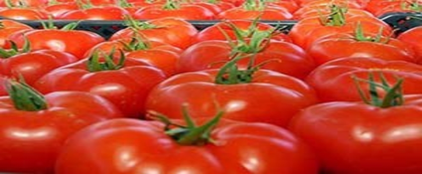 Antalya Domatesine Pazar Aranıyor