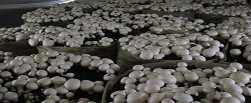 Erdemli`de Üzüm ve Kültür Mantarı Yetiştiriciliği Kursu